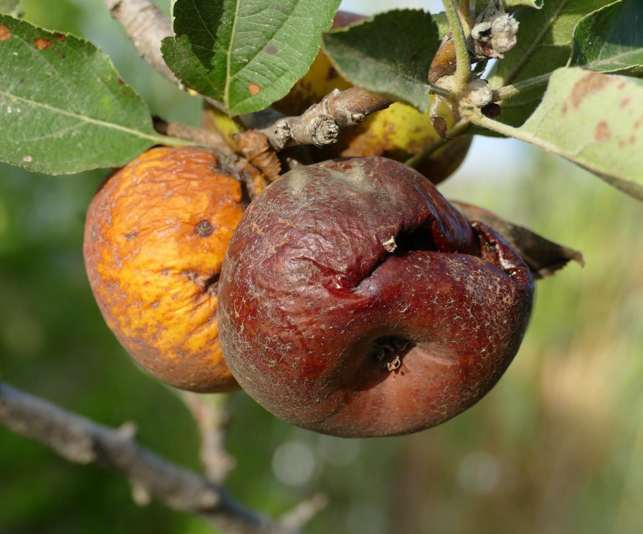 Почему гниют яблоки и как спасти урожай - советы садоводам - Телеграф